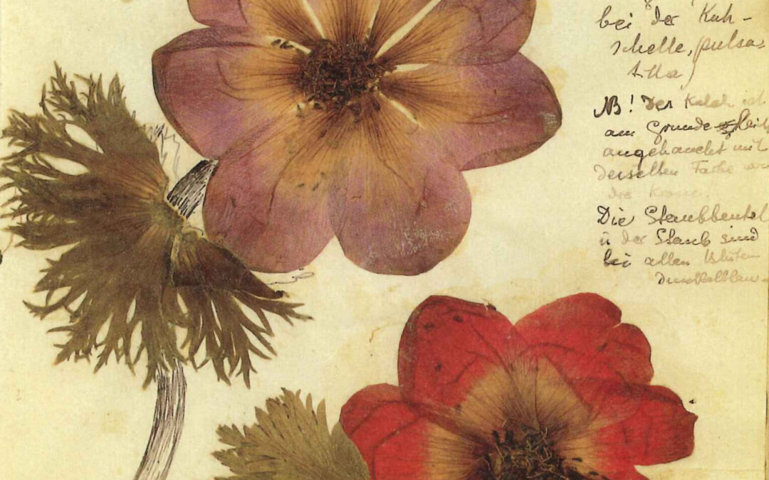 (Anthologie) (Bibliothèque), Maxime Faure propose la lecture d’une lettre de Rosa Luxemburg, grâce à une magnifique édition dont on loue la qualité et la beauté, et qu’on désire encourager ici dans Opus 132.